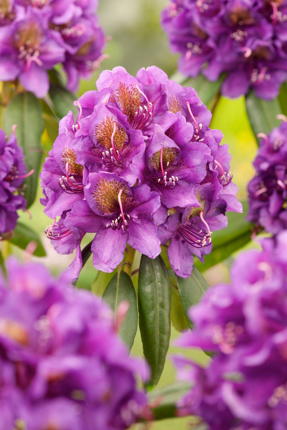 Rhododendron hybride 'Monsieur Marcel Menard'