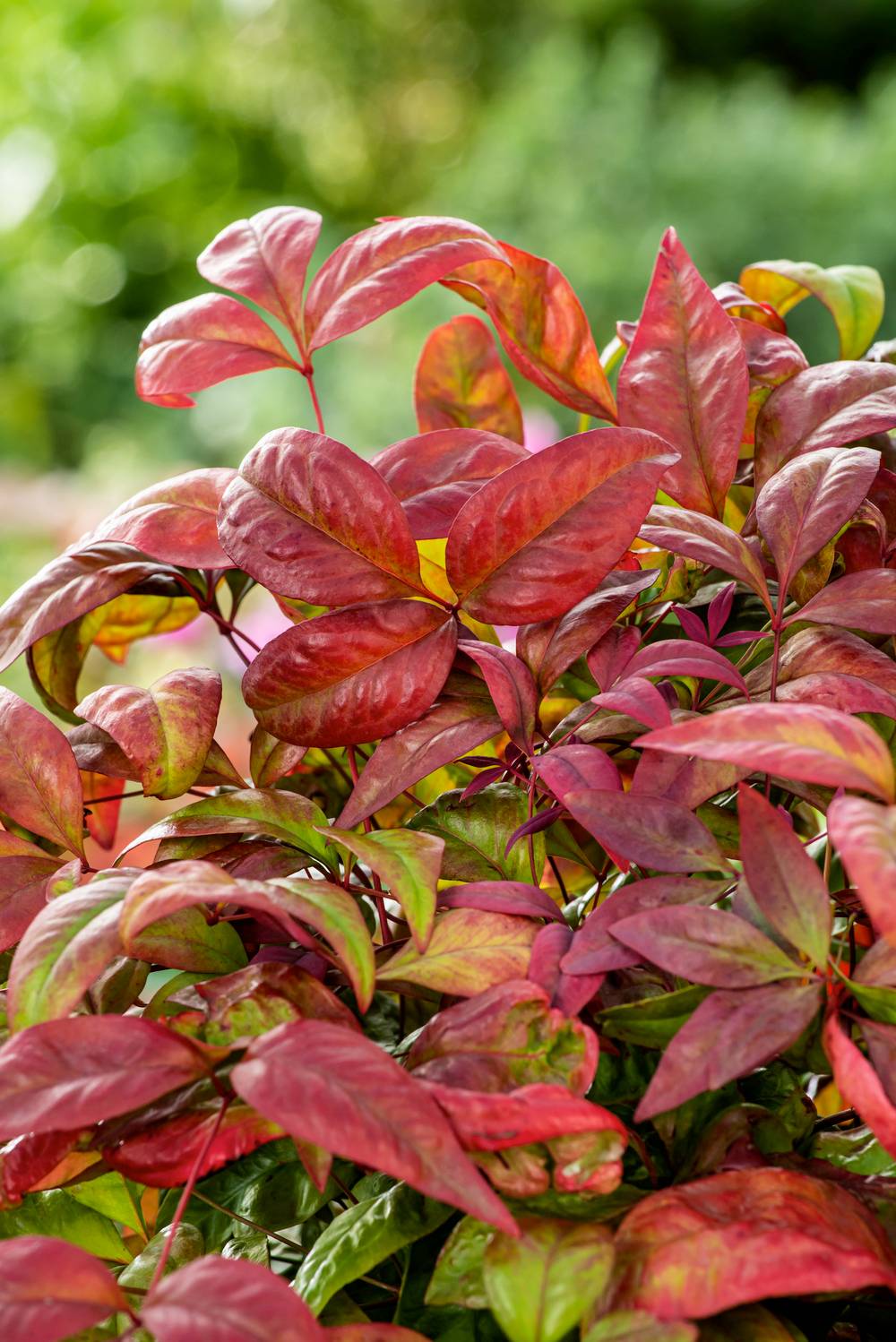 Nandina domestica 'Blush Pink' - Bambou sacré