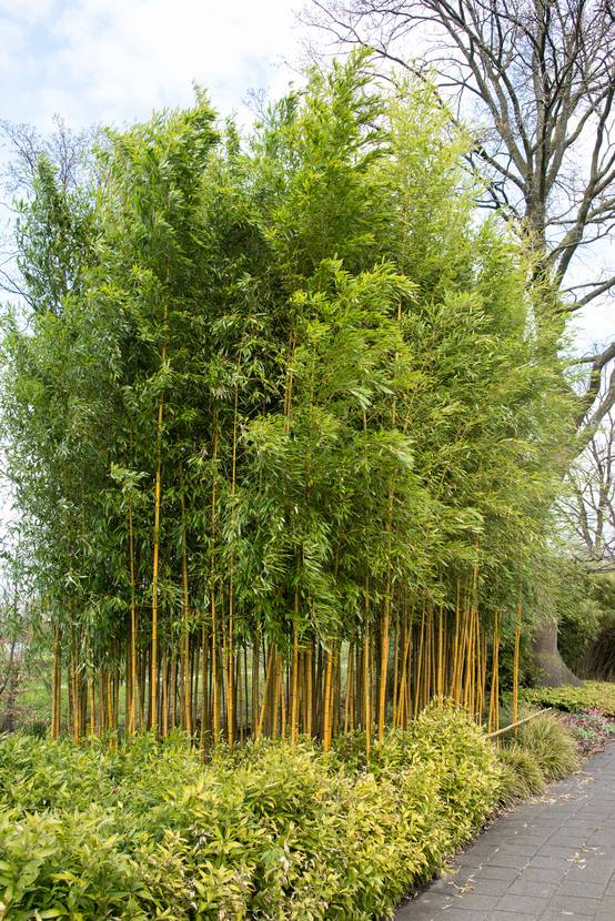 Phyllostachys aureosulcata 'Spectabilis' - Bambou