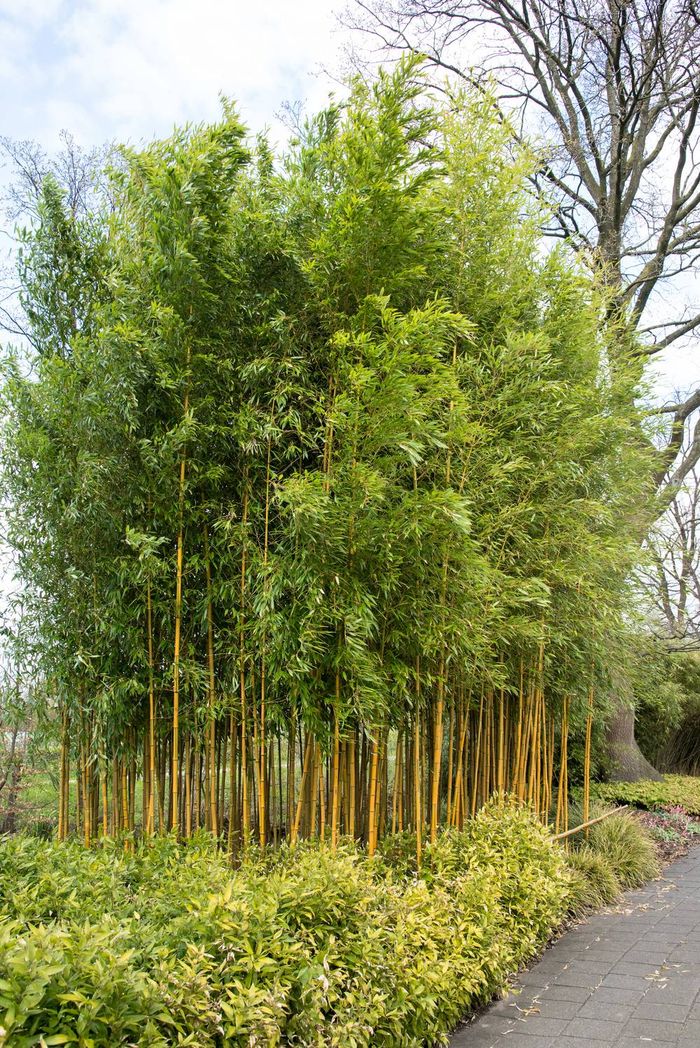 Phyllostachys aureosulcata 'Spectabilis' - Bambou