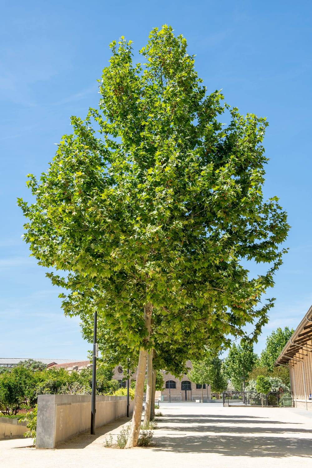 Platanus hispanica - Platane d'Espagne
