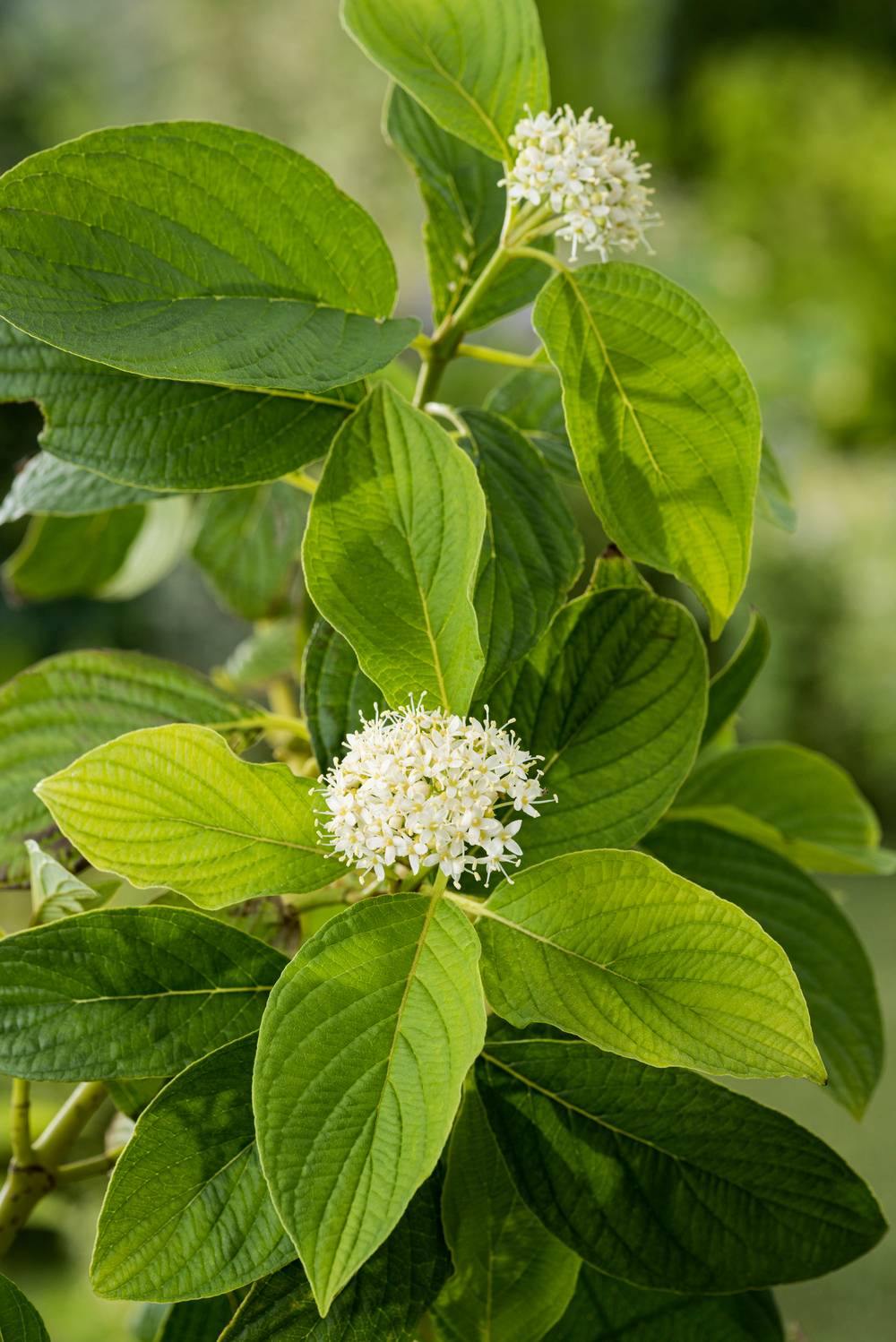 Cornus sericea 'Flaviramea' - Cornouiller soyeux