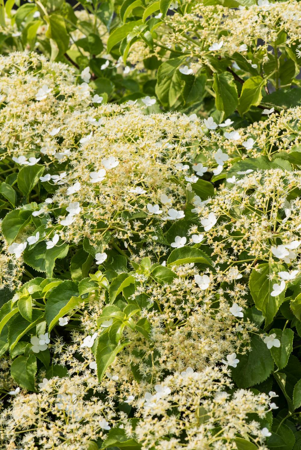 Hydrangea anomala 'Petiolaris' - Hortensia grimpant