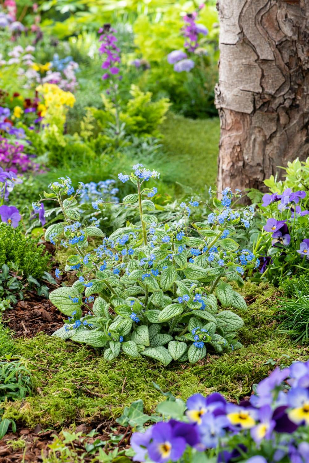 Brunnera macrophylla 'Alexanders Great'