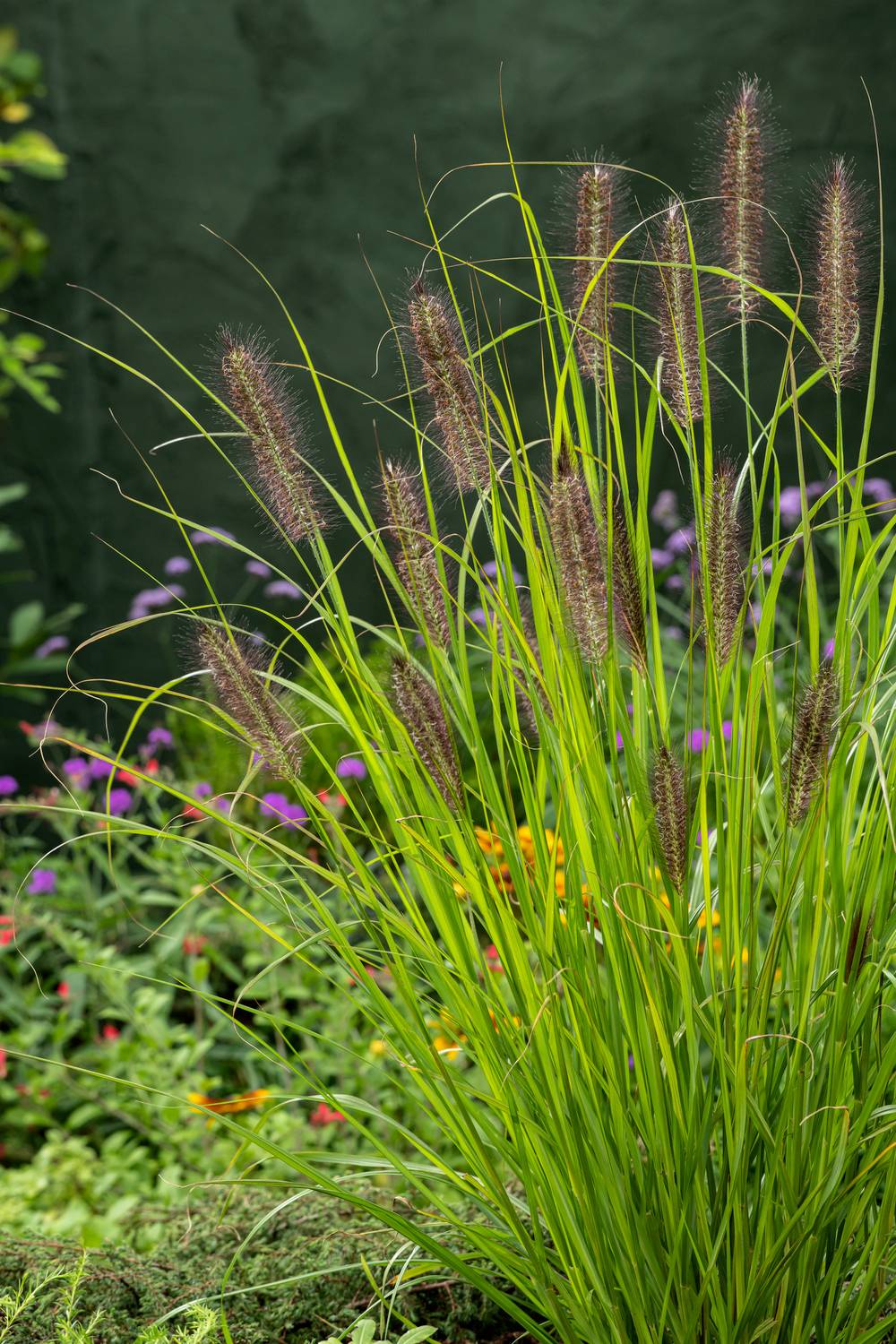 Pennisetum alopecuroides 'Viridescens' - Graminée Herbe aux écouvillons
