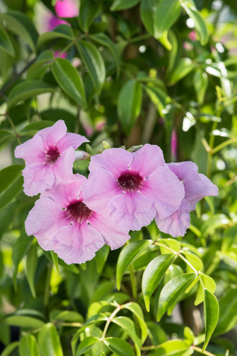 Pandorea jasminoides - Bigogne