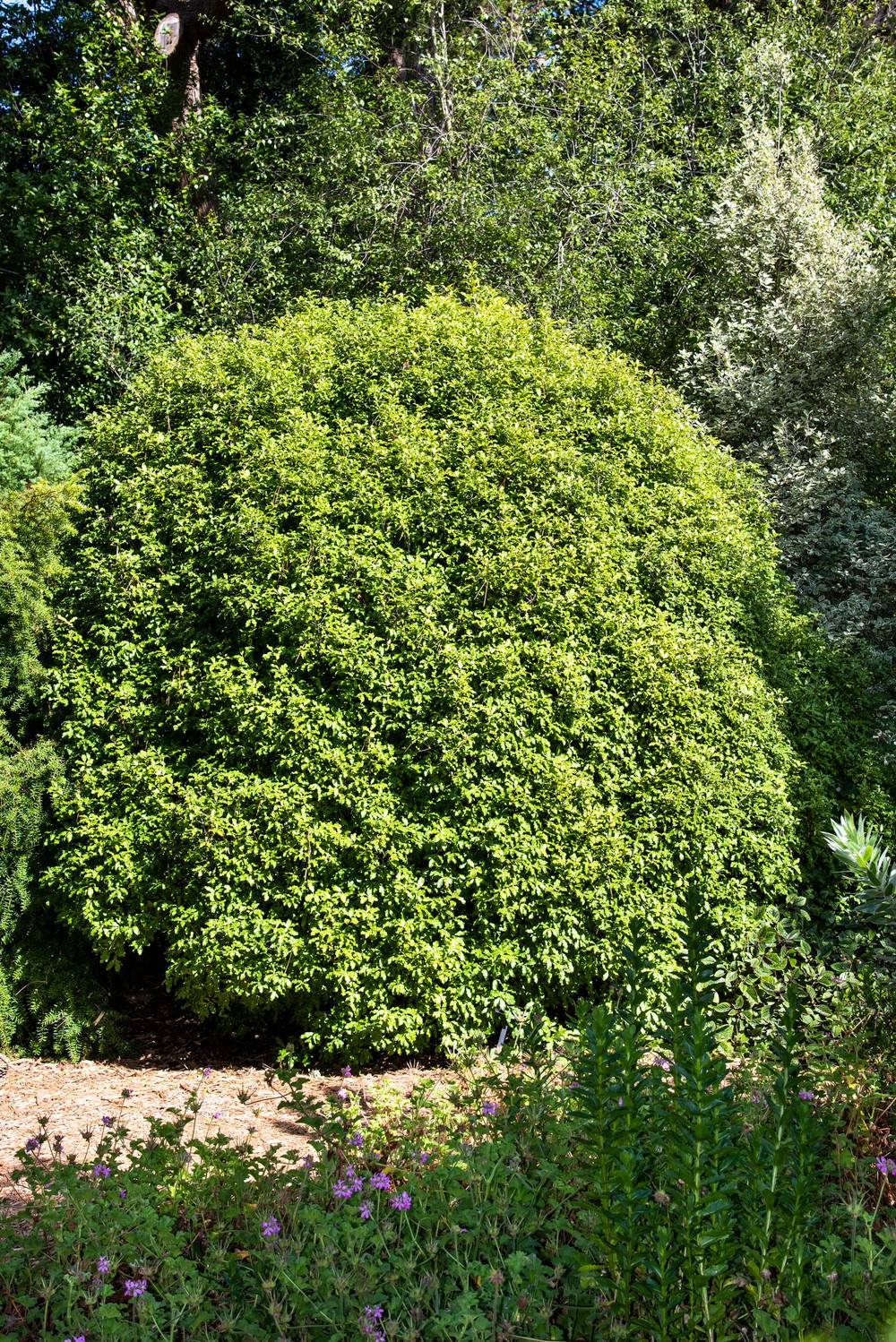 Pittosporum tenuifolium 'Green elf'