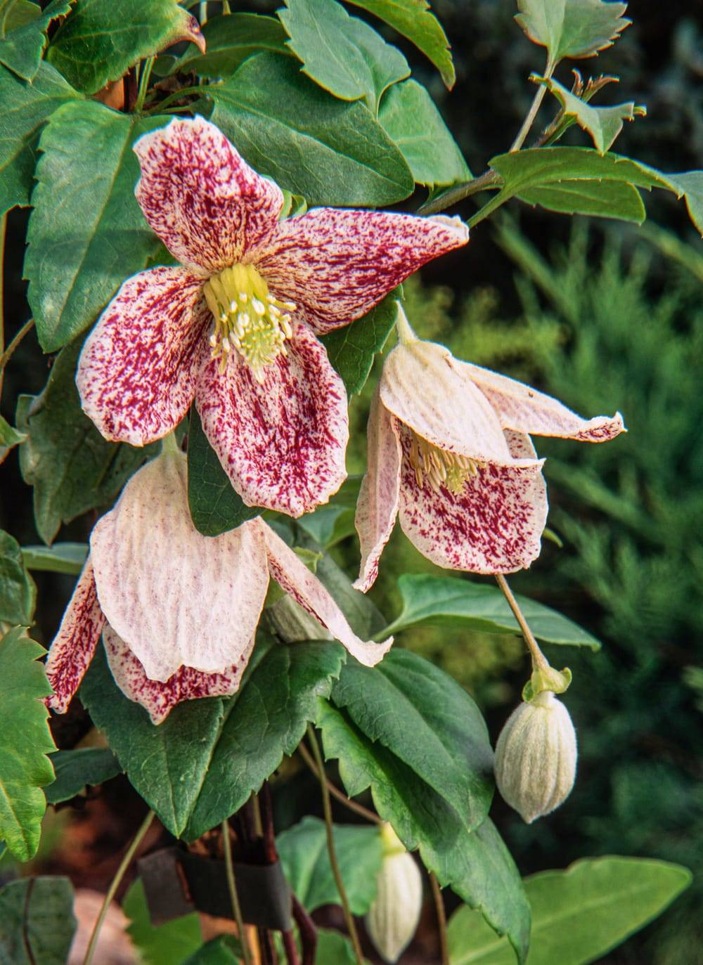 Clématite cirrhosa 'Freckles' - Clematis