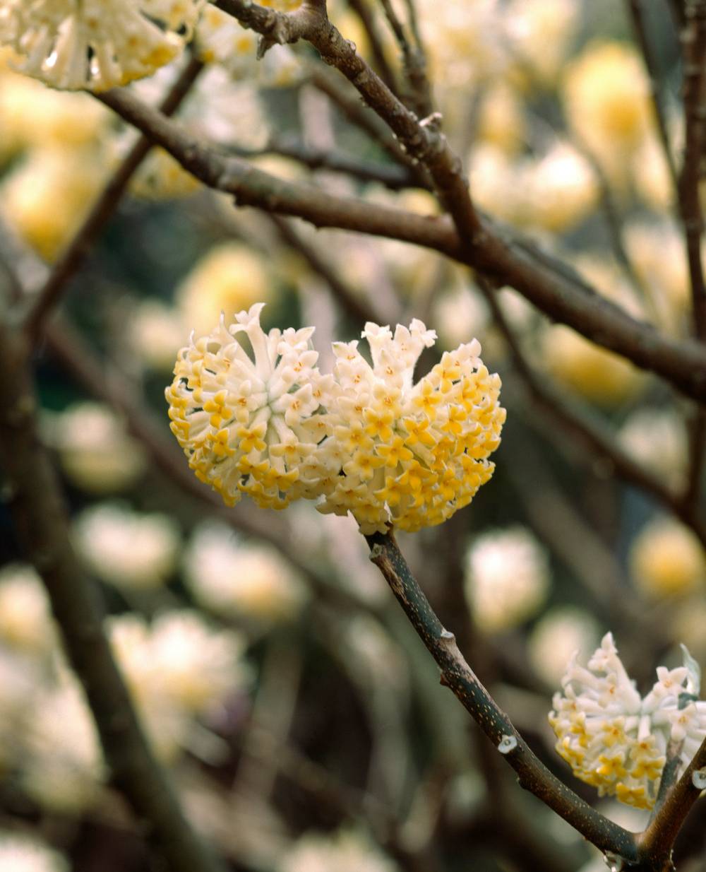 Edgeworthia 'Grandiflora'