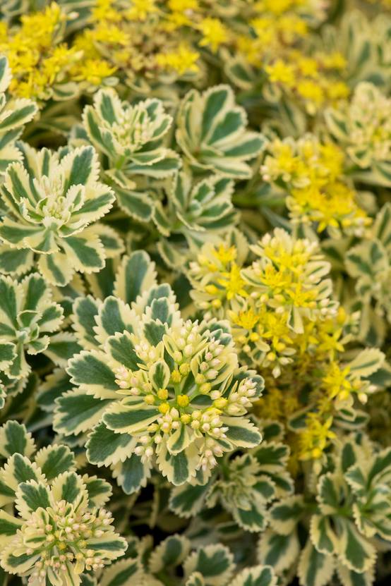 Sedum takesimense 'Atlantis' - Théma: les écol'eau