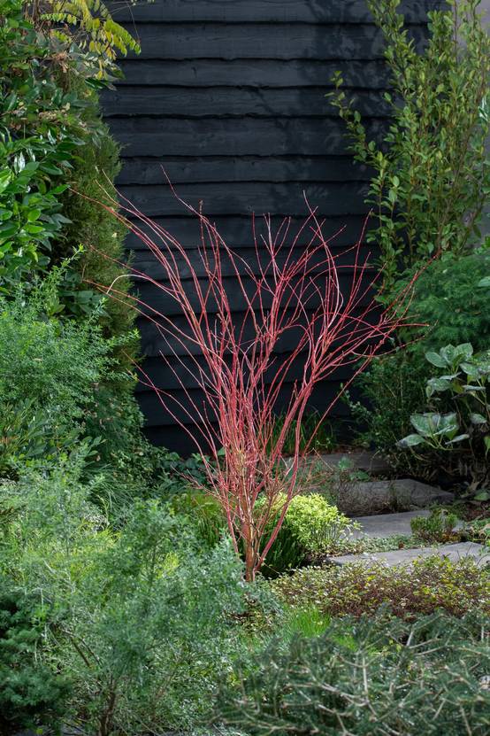 Ecloz - Acer palmatum 'Sango-Kaku' - ECLOZ - Érable du Japon