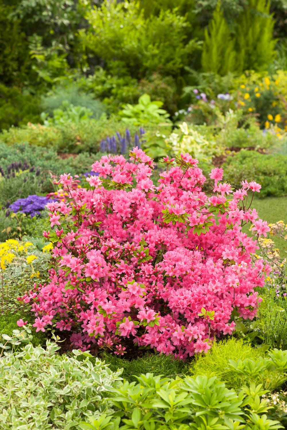 Azalea japonica nakaharae 'Alexander' - Azalée du Japon