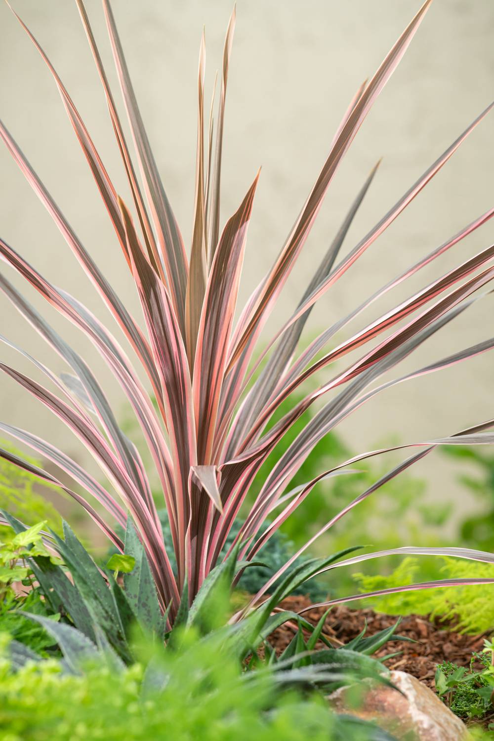 Cordyline australis 'Southern Splendour'