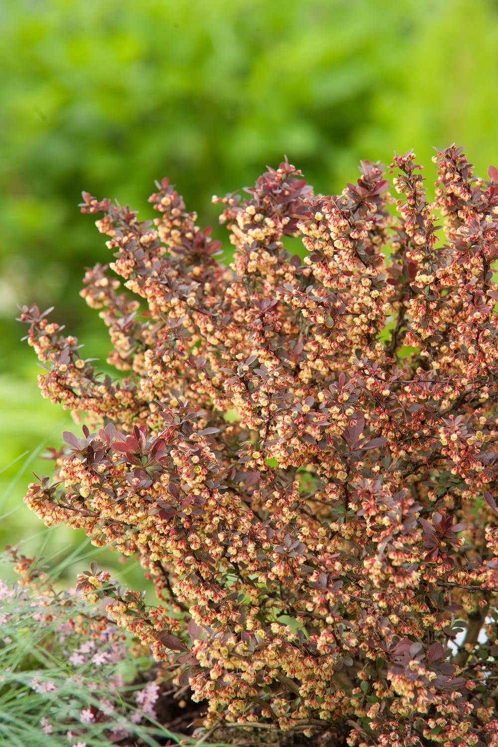 Berberis thunbergii 'Atropurpurea' - Épine-vinette pourpre