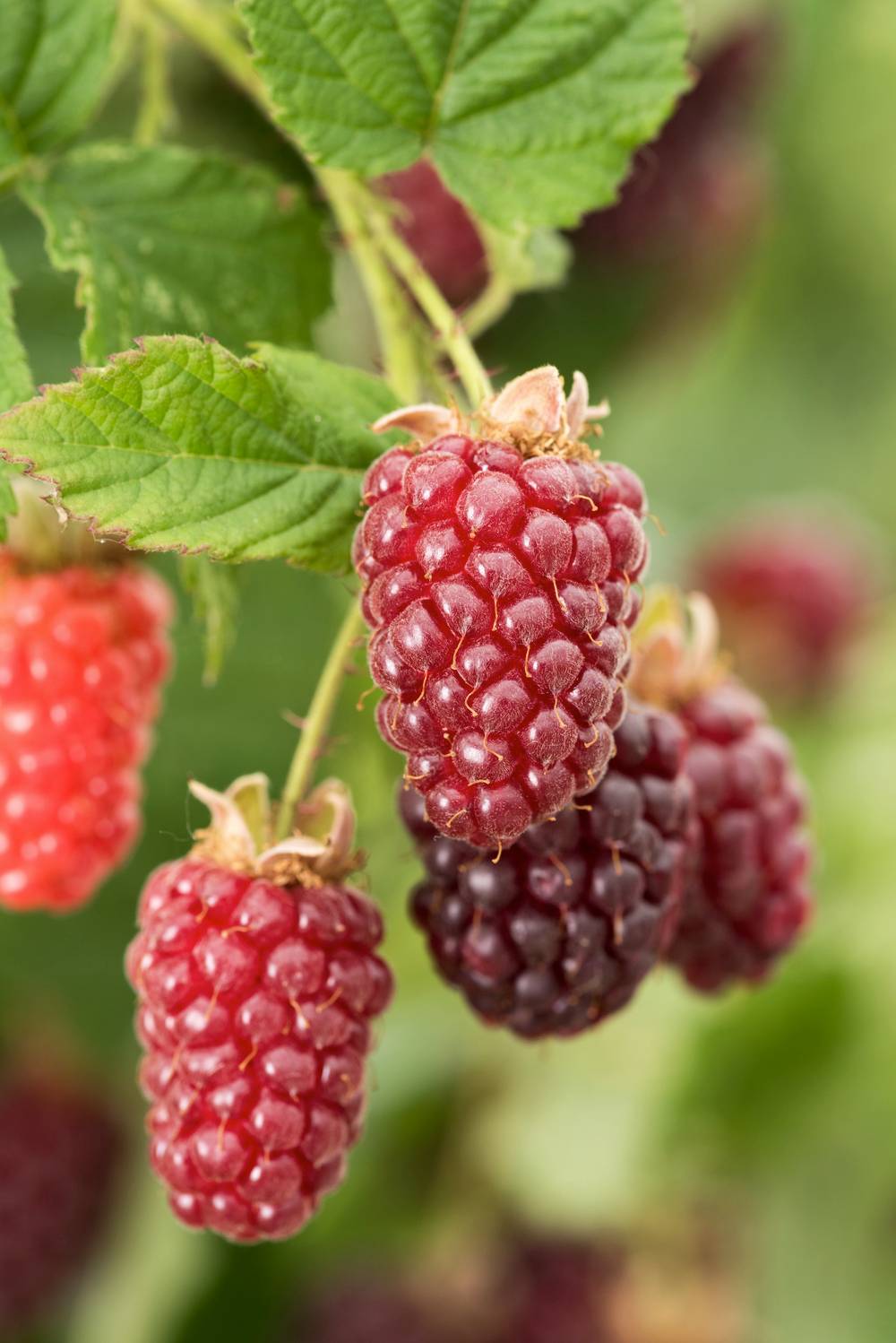Tayberry