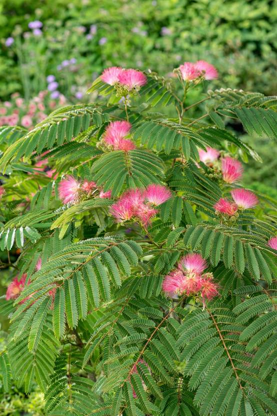 Albizia julibrissin 'Shidare'Arbre à soie