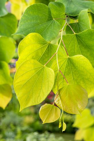 Cercis canadensis 'Hearts Of Gold' - Arbre de Judée