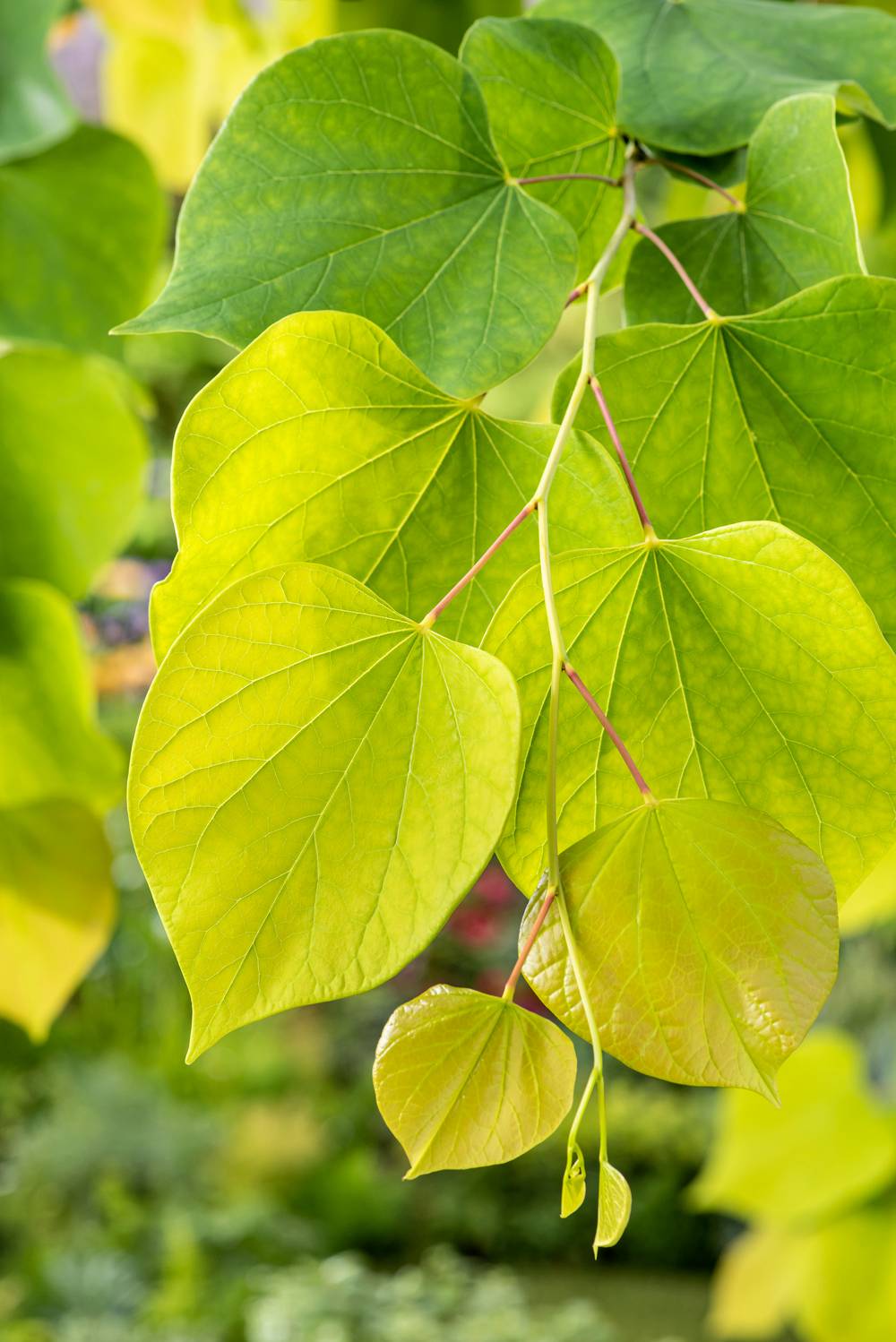 Cercis canadensis 'Hearts Of Gold' - Arbre de Judée