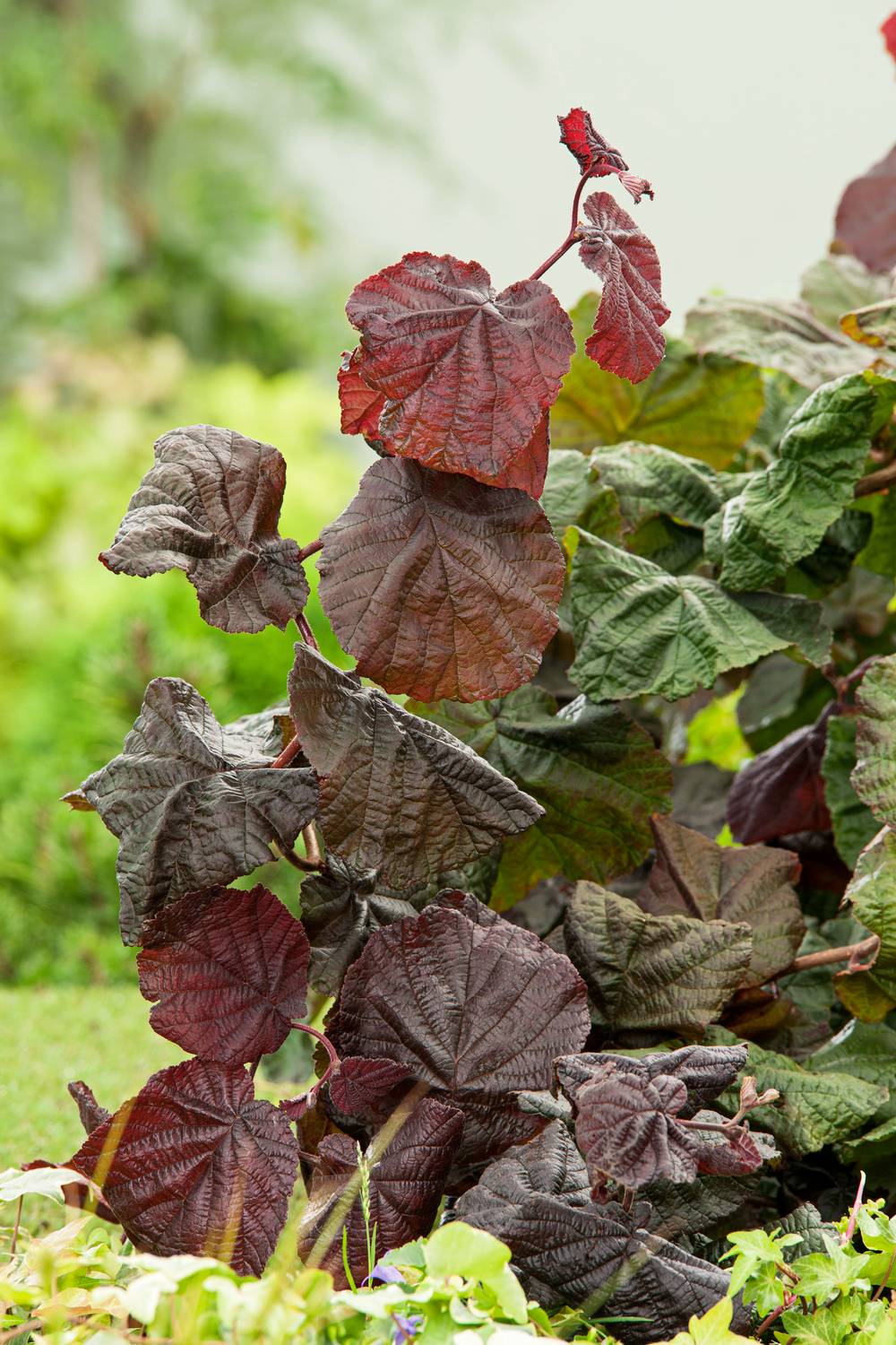 Corylus avellana 'Red Majestic' - Noisetier