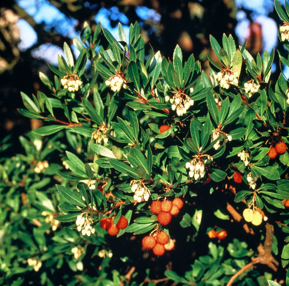 Arbutus unedo 'Roselily' - Arbousier