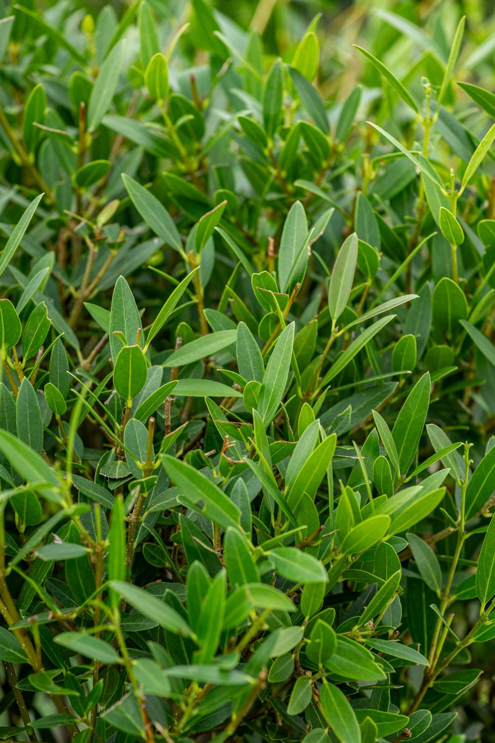 Phillyrea angustifolia - Filaire