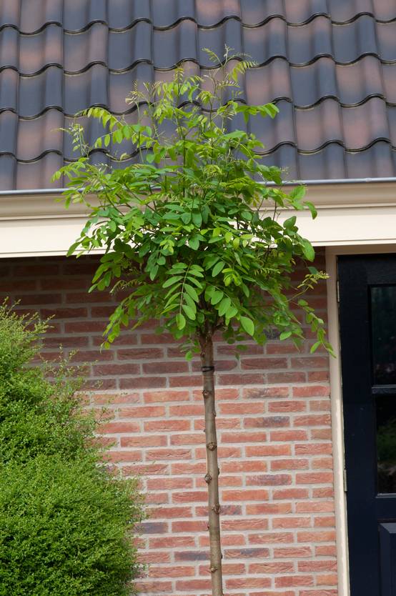 Robinia pseudoacacia 'Umbraculifera' - Robinier faux-acacia