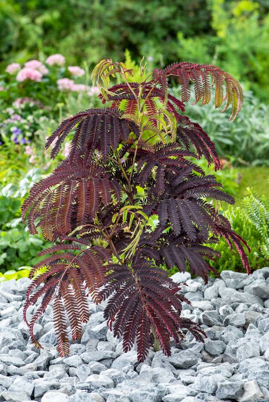 Albizia julibrissin 'Summer Chocolate'Arbre à soie