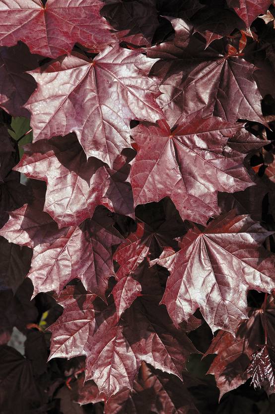 Acer platanoides 'Crimson King' - Érable pourpre