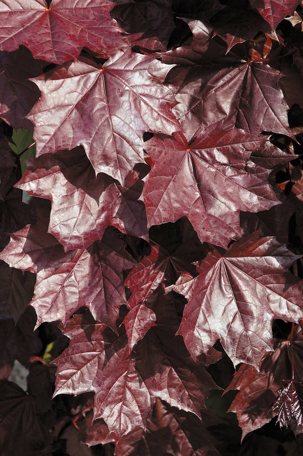 Acer platanoides 'Crimson King' - Érable pourpre