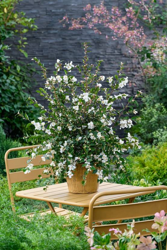 Camellia japonica 'Lily Pons' - Camélia du Japon