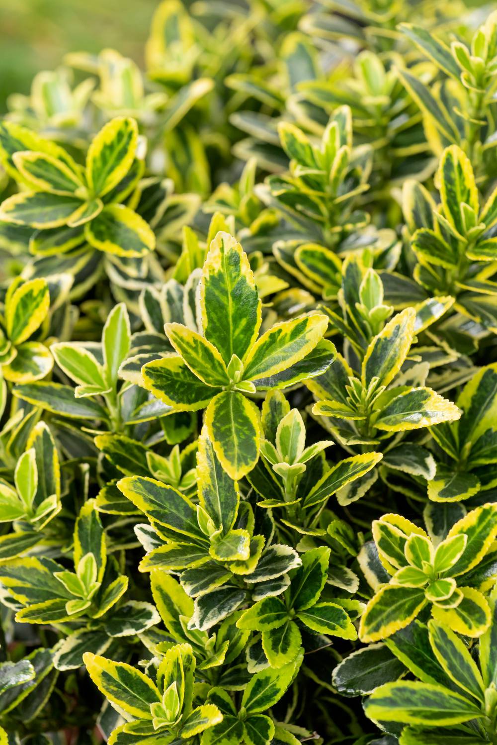 Euonymus japonicus 'Aureomarginatus' - Fusain du Japon