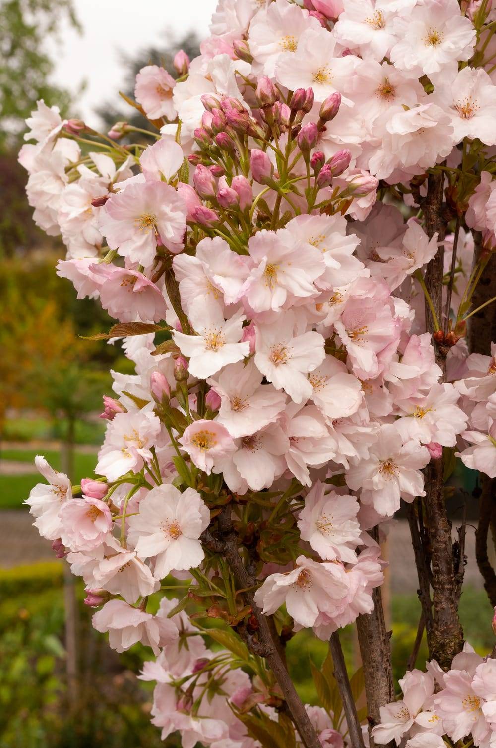 Prunus 'Amanogawa' - Cerisier du Japon
