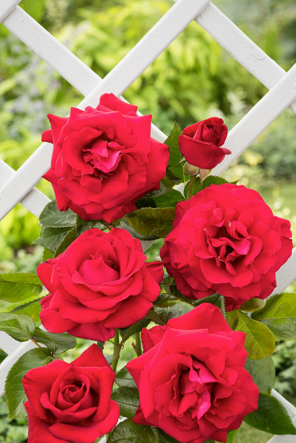 Rosier 'Grimpant Le Grand Huit'®