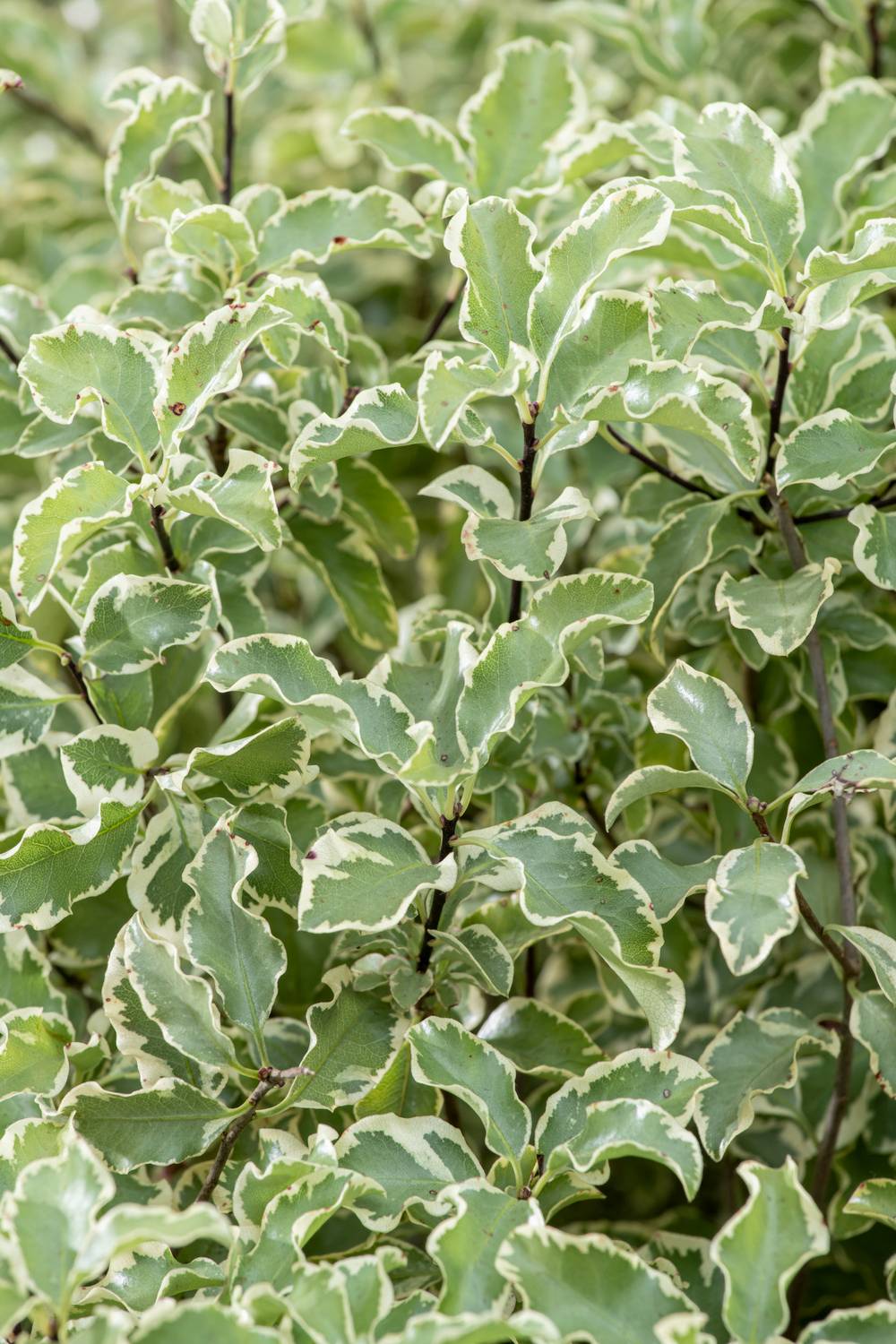 Pittosporum tenuifolium 'Variegatum'