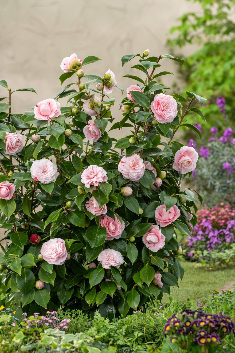 Camellia 'Mimosa Jury' - Camélia du Japon