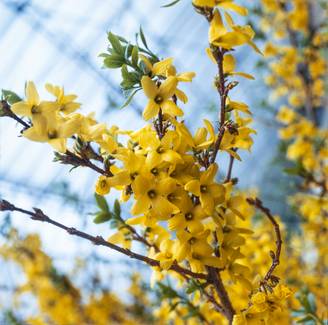 Forsythia Intermedia 'Lynwood Variety'