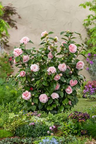 Camellia x 'Sweet Emily Kate' - Camélia du Japon