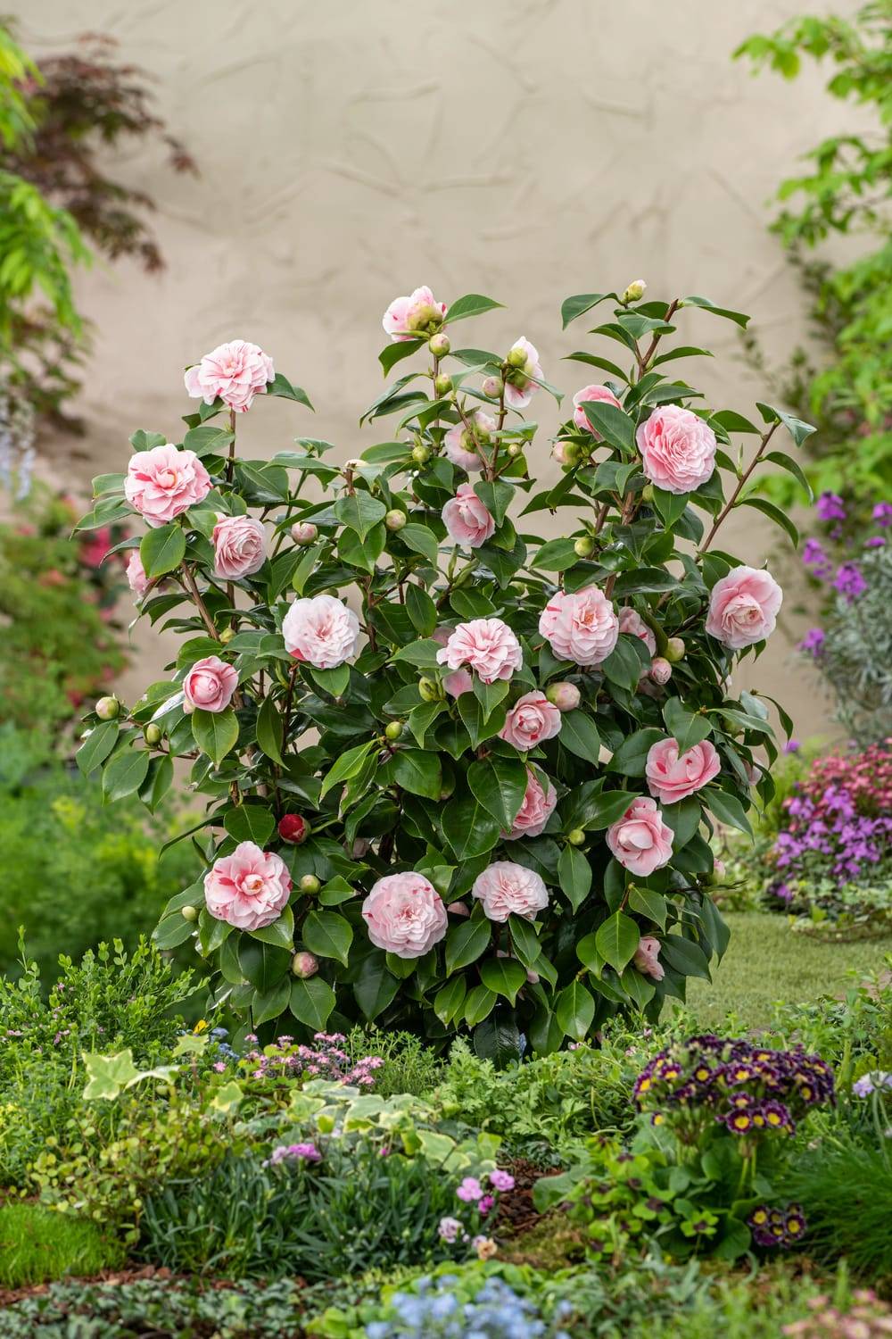 Camellia x 'Sweet Emily Kate' - Camélia du Japon