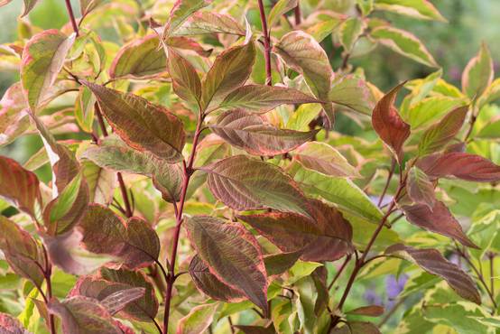 Cornus alba 'Gouchaultii' - Cornouiller blanc