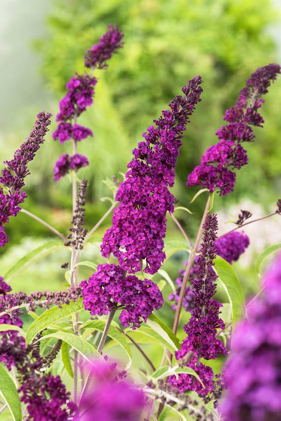 Buddleja davidii 'Royal Red' - Arbre aux papillons