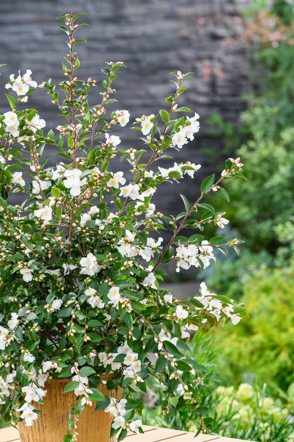 Camellia 'Cinnamon Cindy' - Camélia
