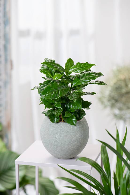 Coffea arabica - Caféier arabica