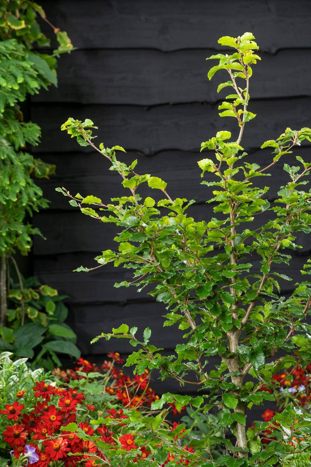 FAGUS sylvatica - Hêtre commun