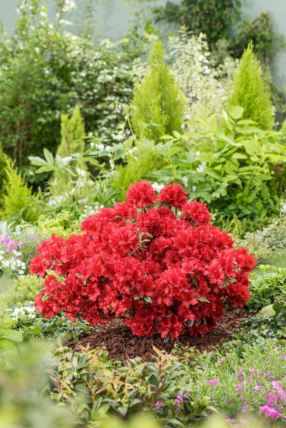 Azalea japonica 'Hot Shot' - Azalée du Japon