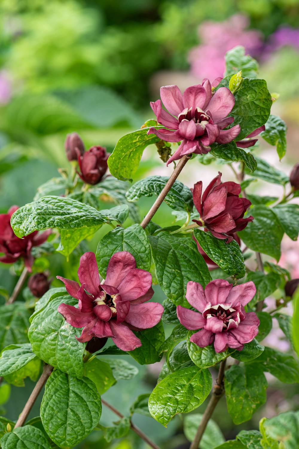CALYCANTHUS raulstonii 'Hartlage Wine' - Arbre aux anémones