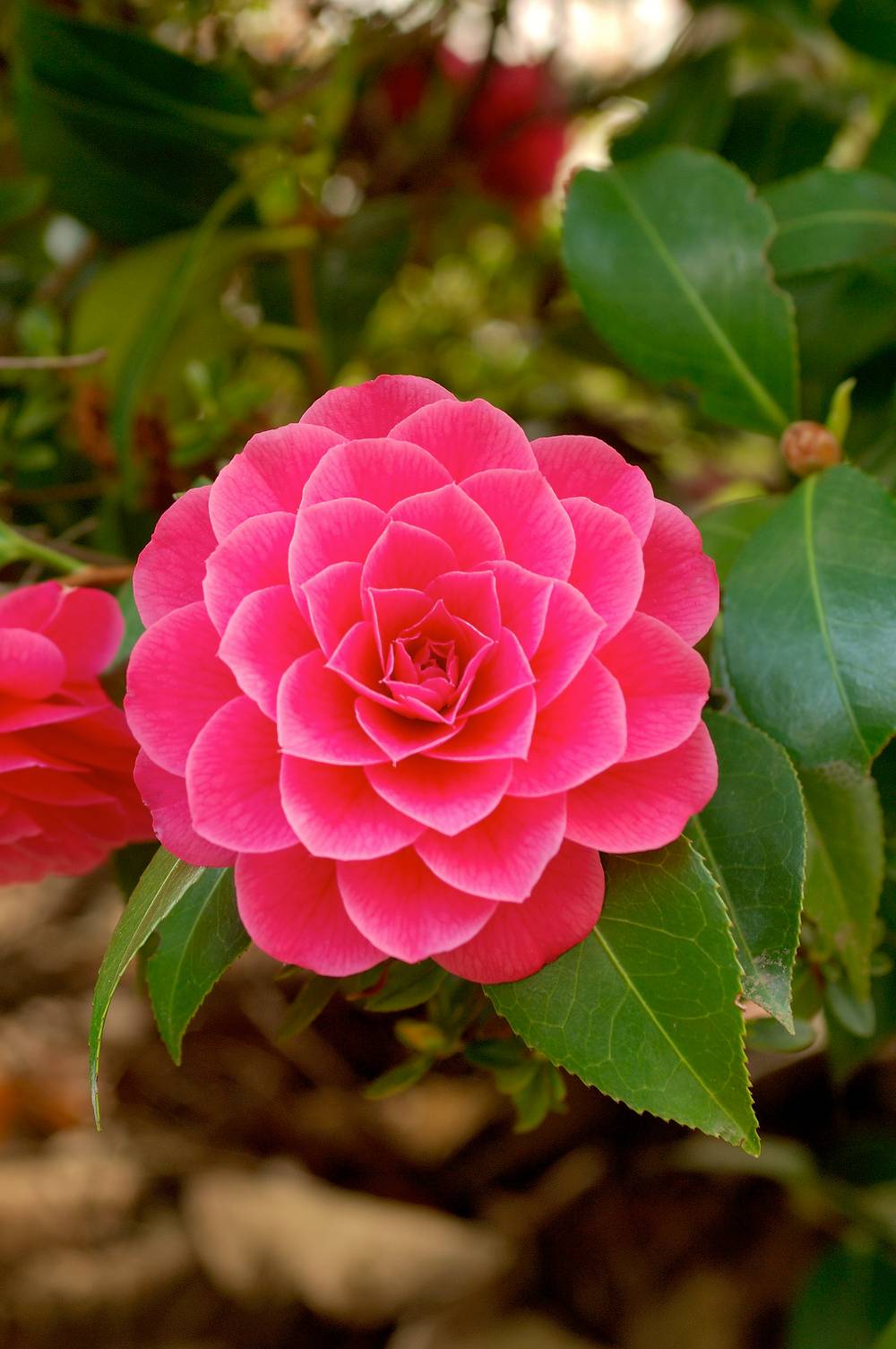 Camellia japonica 'Spring Formal' - Camélia du Japon