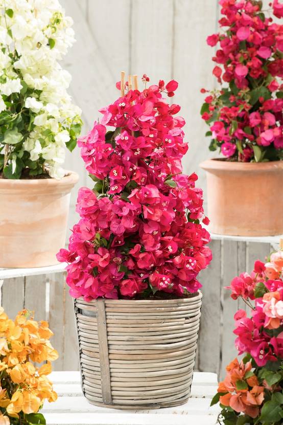 Bougainvillea 'Violet De Meze' - Bougainvillée