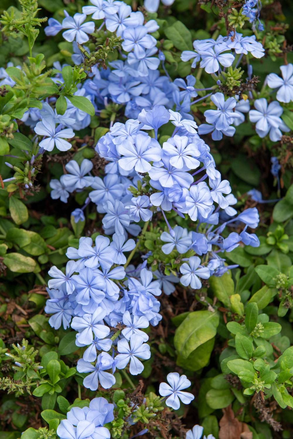 Plumbago auriculata 'Dark Blue' - Dentelaire du Cap