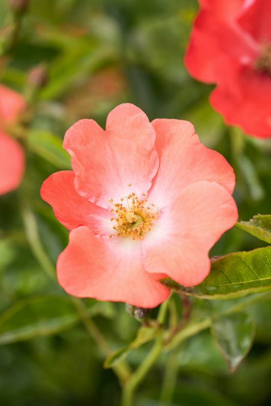 Rosier Décorosiers® 'Isalia'®