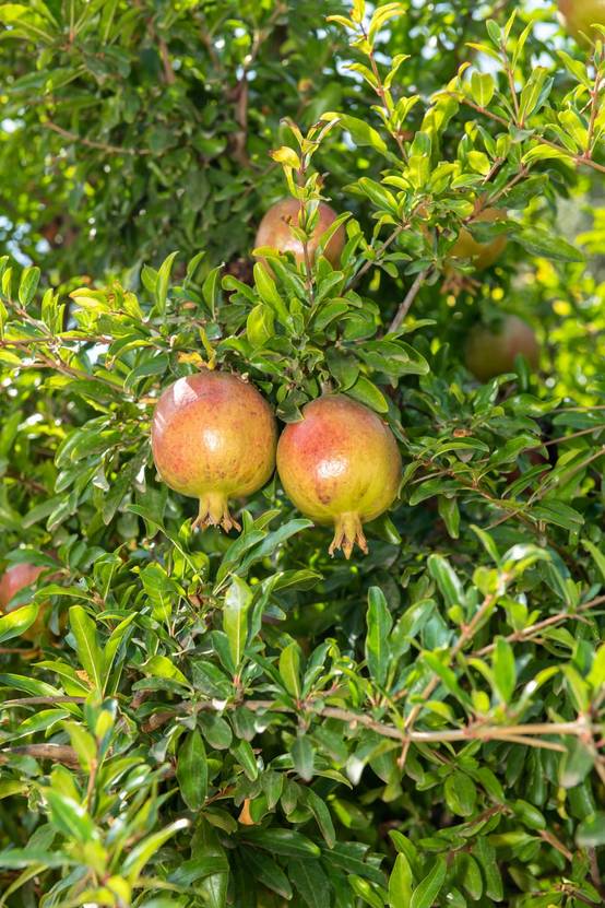 Punica granatum 'Pleniflora' - Grenadier à fleurs